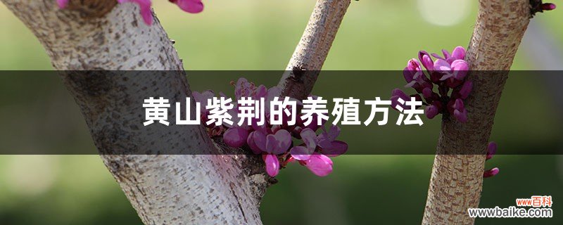 黄山紫荆的养殖方法