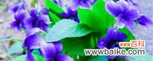 紫花堇菜的养殖方法