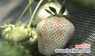 菠萝莓的种植技巧 菠萝莓如何种植