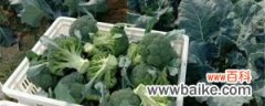 绿花菜的养殖方法