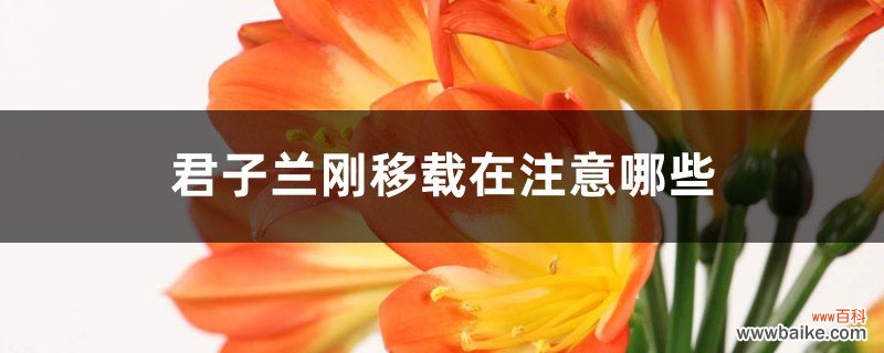 君子兰刚移栽注意哪些