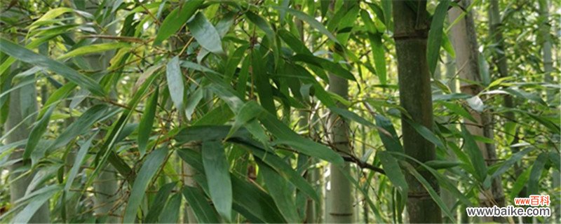 楠竹和毛竹有什么区别，楠竹种子什么时候种