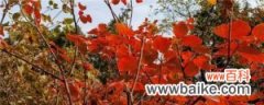 北京坡峰岭红叶什么时候红，八月份去能看到红叶吗