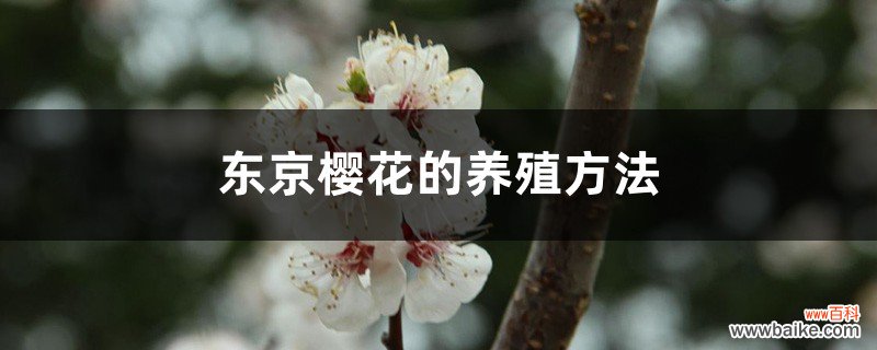 东京樱花的养殖方法和注意事项