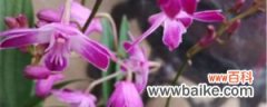 蝴蝶石斛兰的养殖方法和注意事项