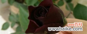 路易十四玫瑰的养殖方法和注意事项