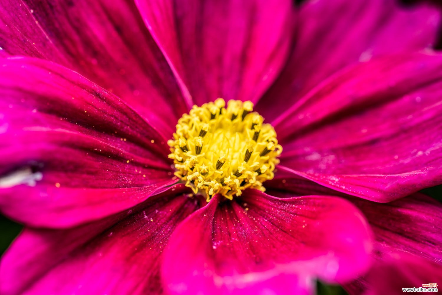 多头菊是温室花卉吗，冬天能放室外吗