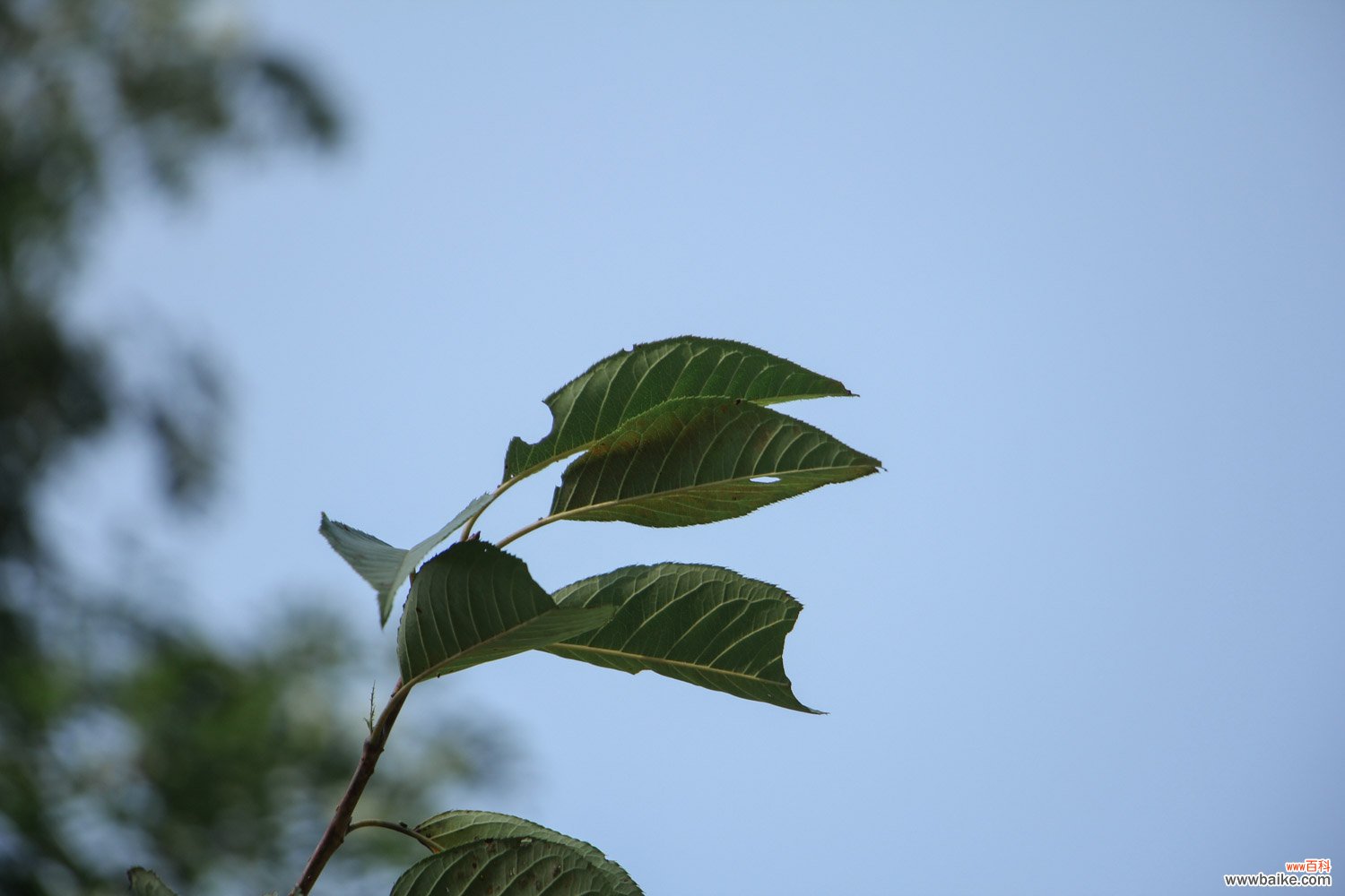 中国樱花开花时间，和日本樱花有什么区别