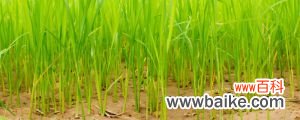 高产水稻前十名的品种