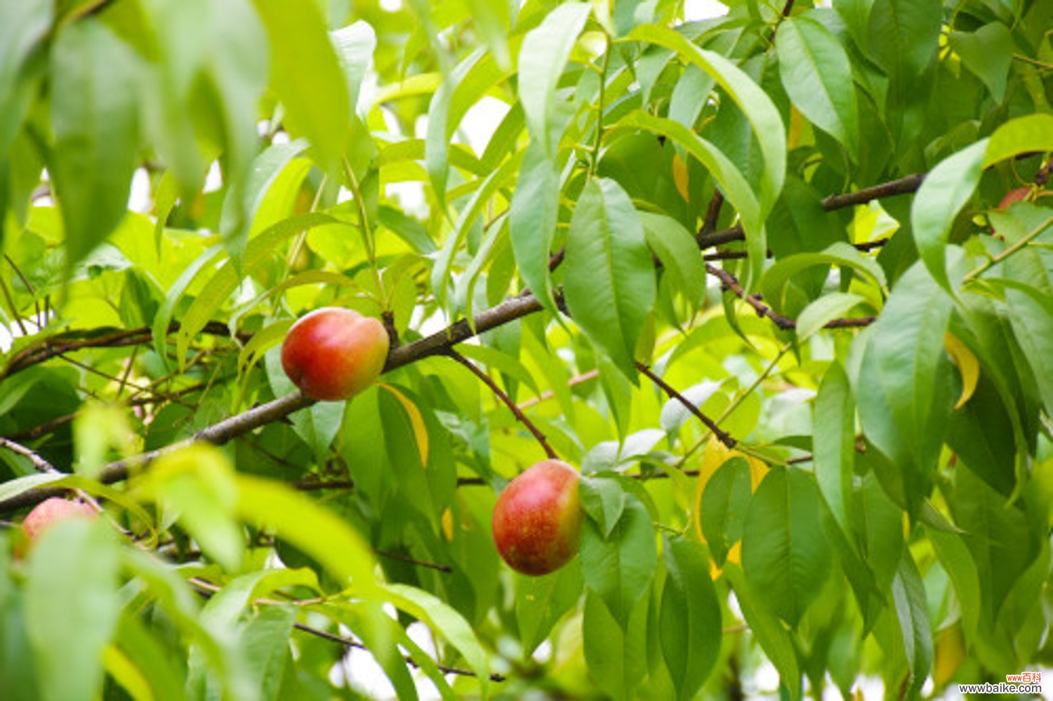 桃树能种在院子里吗