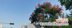 北京绿化八大树种