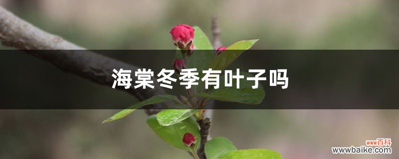 海棠冬季有叶子吗，冬季开花吗