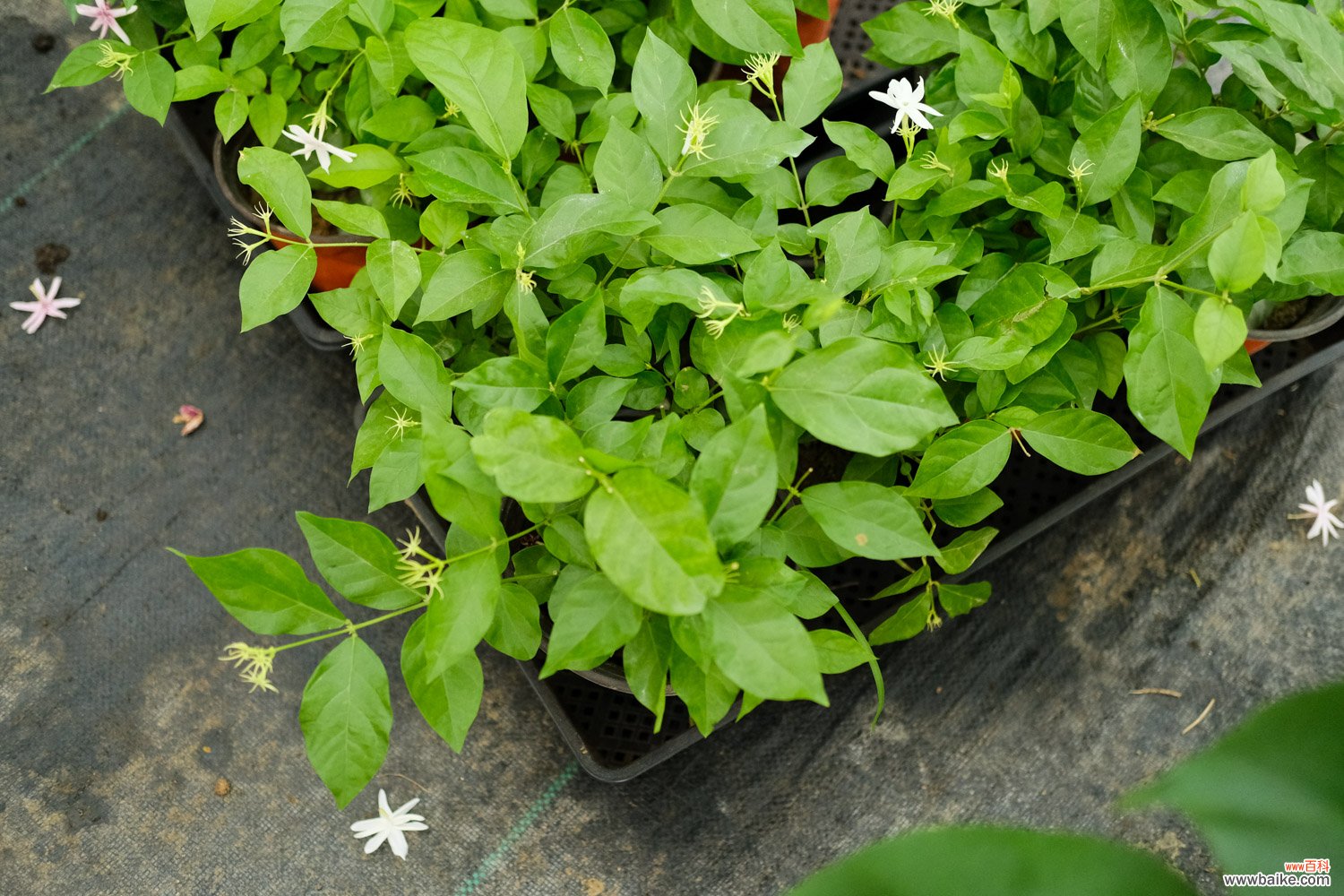 茉莉花繁殖方法，茉莉花繁殖成活率高吗