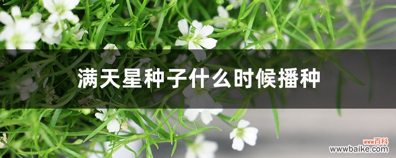 满天星种子什么时候播种，种子种植方法