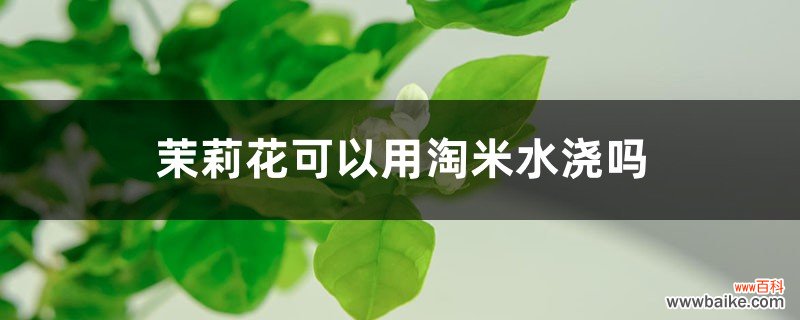 茉莉花可以用淘米水浇吗，浇花生虫怎么办