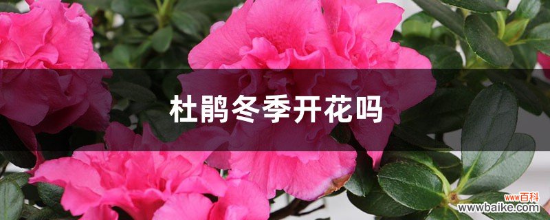 杜鹃冬季开花吗，冬季适合多少度