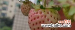 什么的草莓，草莓图片