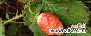 草莓的品种有哪些，什么品种好