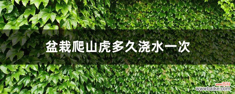 盆栽爬山虎多久浇水一次，怎样繁殖