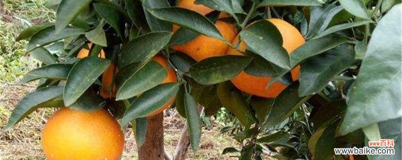 甜橙的养殖方法和注意事项