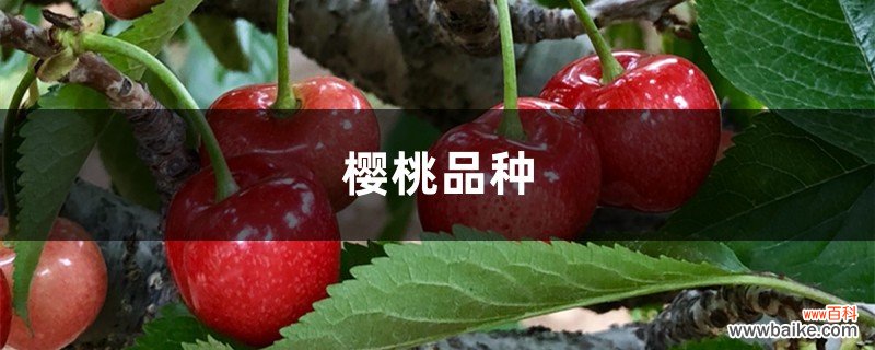 樱桃的品种介绍，樱桃的图片