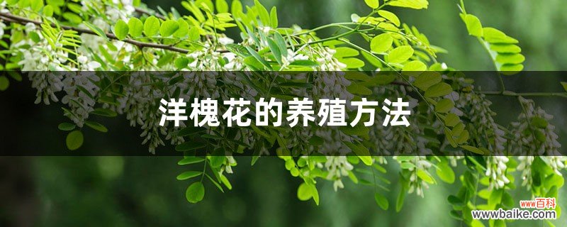 洋槐花的养殖方法和注意事项