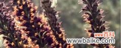 紫穗槐的养殖方法和注意事项
