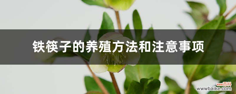 铁筷子的养殖方法和注意事项