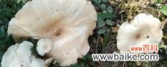 世界上最大的蘑菇有多大，长什么样子