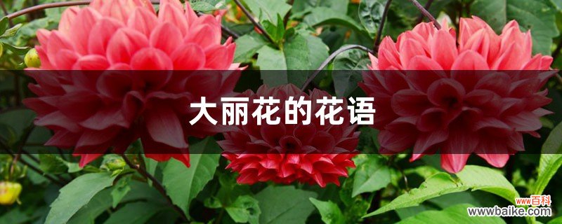 大丽花的花语和寓意，有什么传说故事