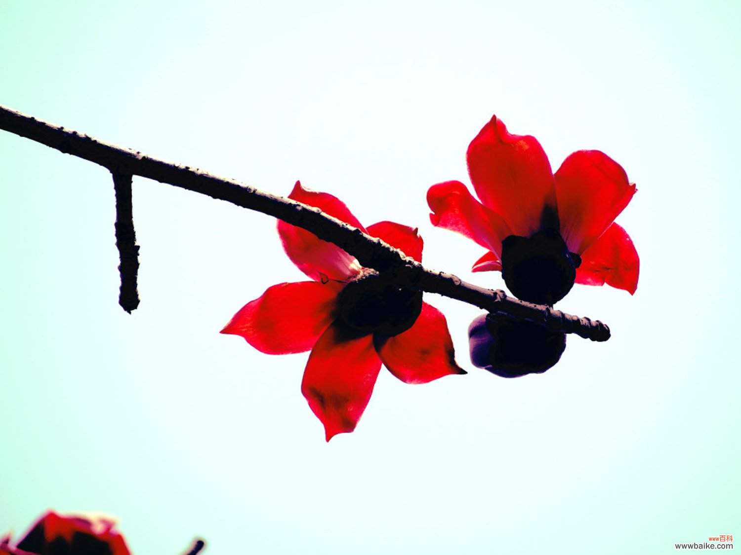 木棉花是哪个城市的市花，是什么时候开的