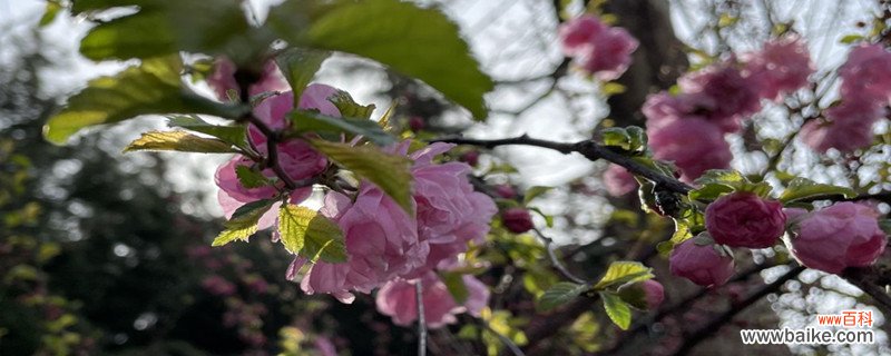 张掖适合养什么花，市花和市树是什么