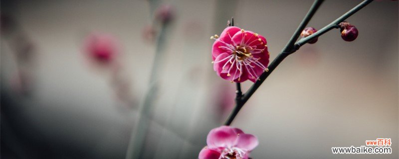 丹东适合养什么花，市花和市树是什么