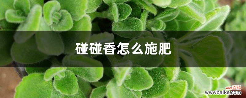 碰碰香怎么施肥