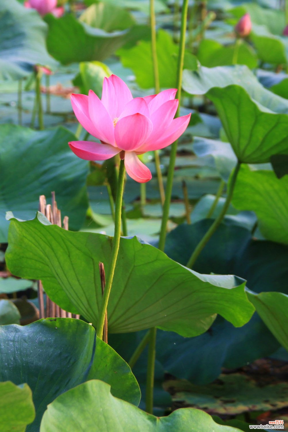 荷花怎么越冬