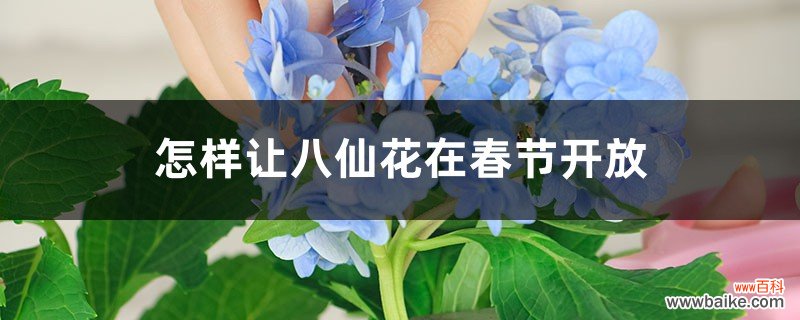 怎样让八仙花在春节开放