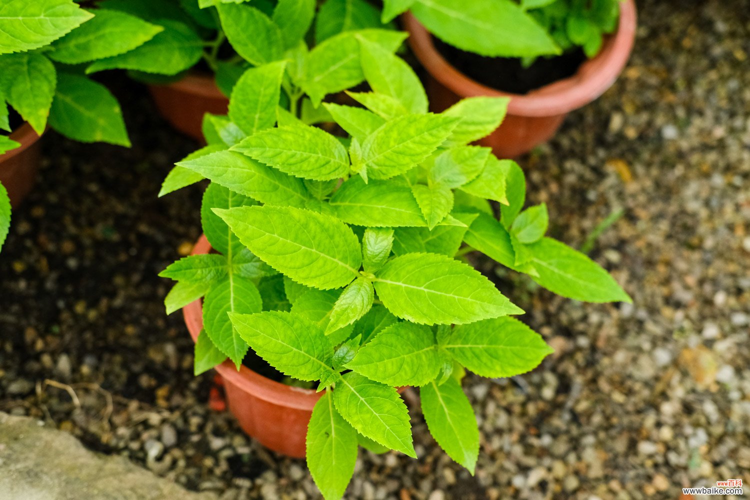 怎样让八仙花在春节开放