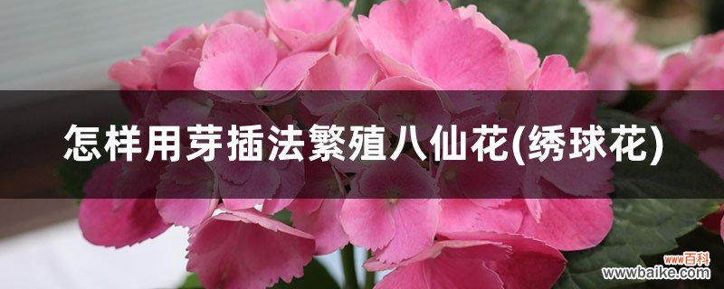 绣球花 怎样用芽插法繁殖八仙花