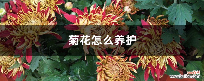 菊花怎么养护