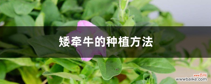 矮牵牛的种植方法