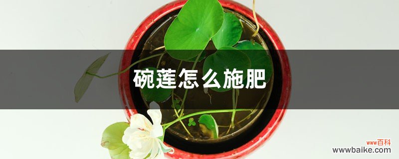 碗莲怎么施肥