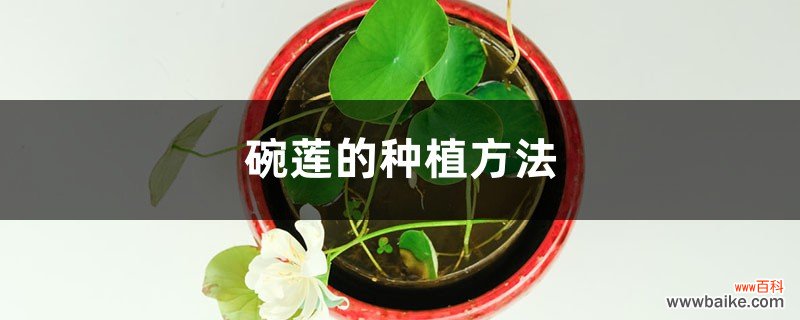碗莲的种植方法
