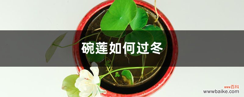 碗莲如何过冬