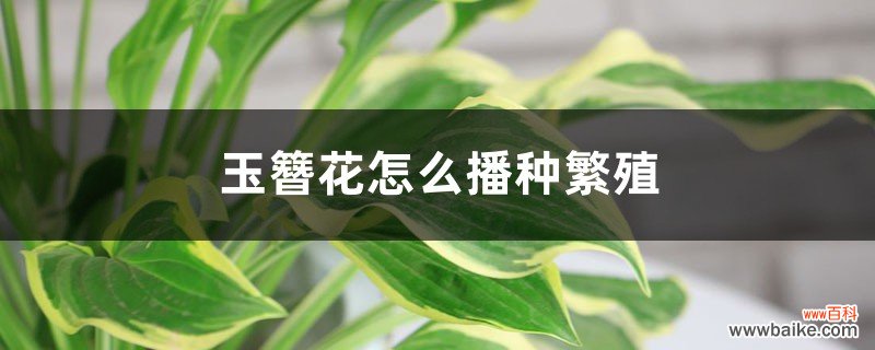 玉簪花怎么播种繁殖