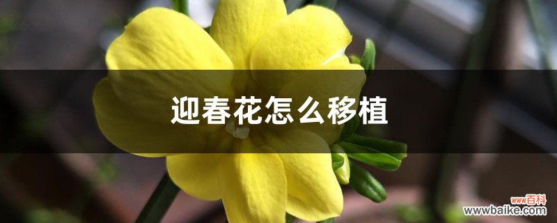 迎春花怎么移植