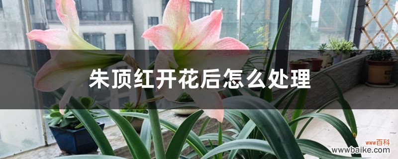 朱顶红开花后怎么处理