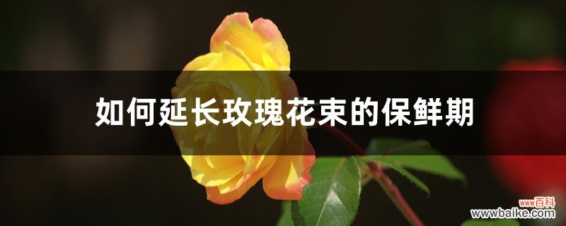 如何延长玫瑰花束的保鲜期