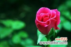 夏季种植玫瑰花的注意事项