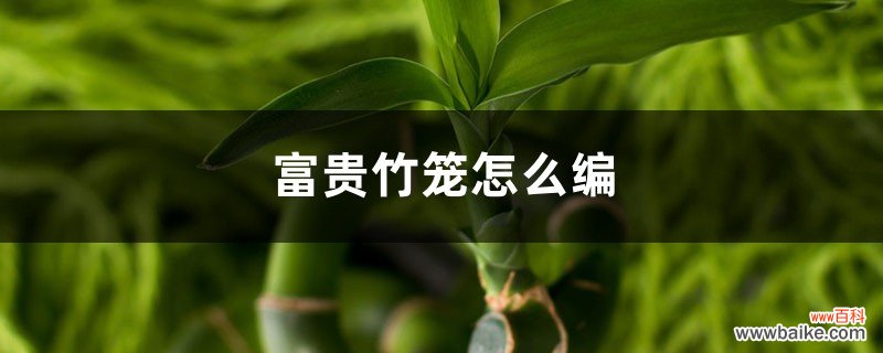 富贵竹笼怎么编