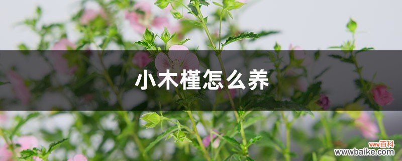 小木槿怎么养